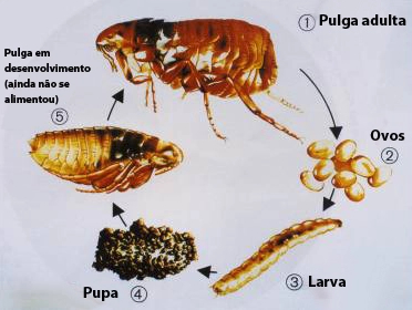 Ciclo de vida de uma pulga