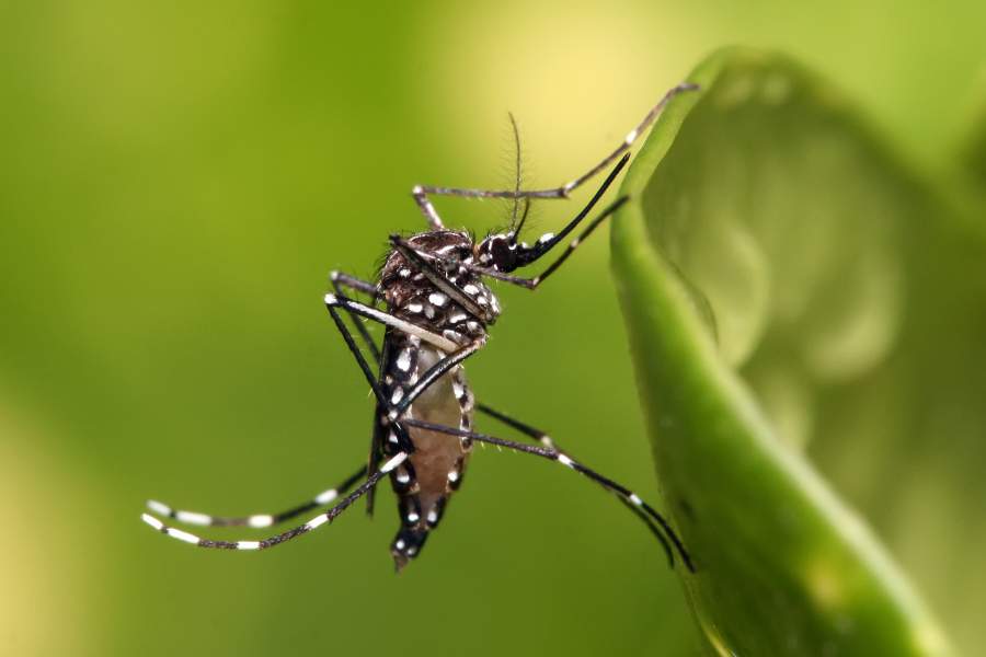Chuva atrai insetos como mosquito portador de doenças como  
Aedes Aegypti 