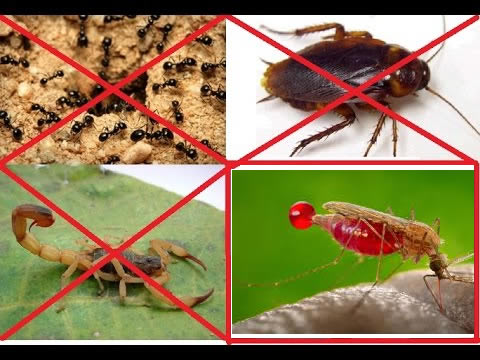 ﻿Quais insetos estão presentes em sua casa